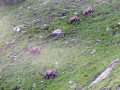 2017-08-24 16 Hüttenwanderung Allgäu 2017